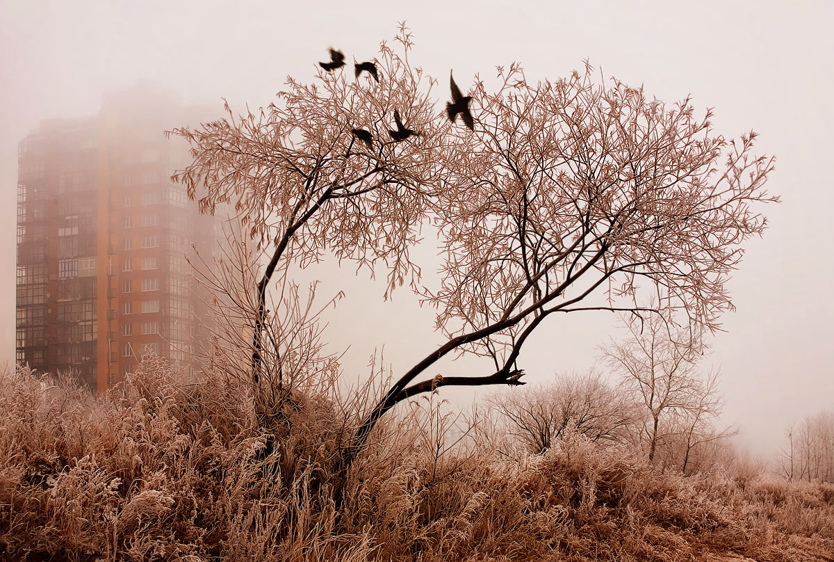 Vögel Flügel ... Sonntag zastuzheny