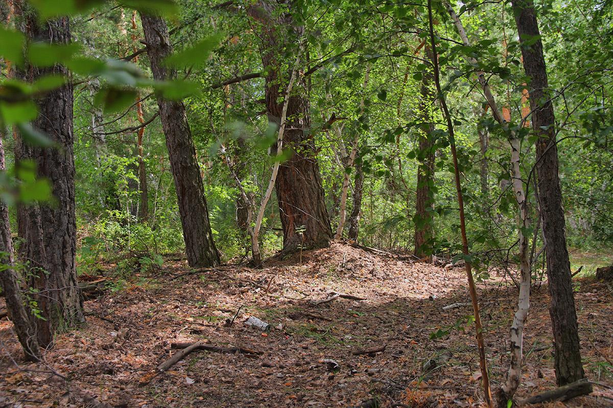 Aus der Serie "Im Wald"