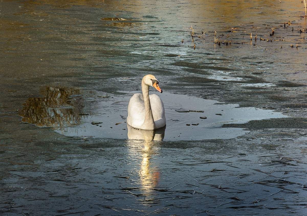 Hier kam ... wahrscheinlich zu früh ...