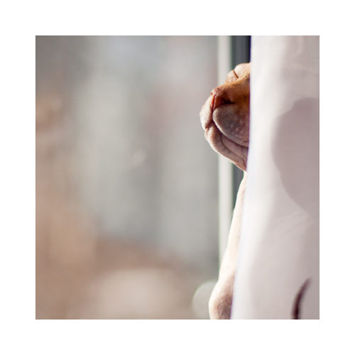 Sonnenbaden Katze Basil