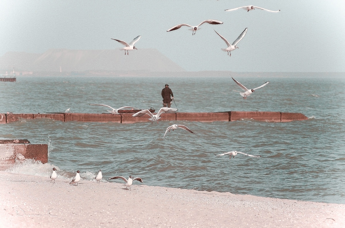 über Träume Elfenbeinmöwen und Freiheit ..