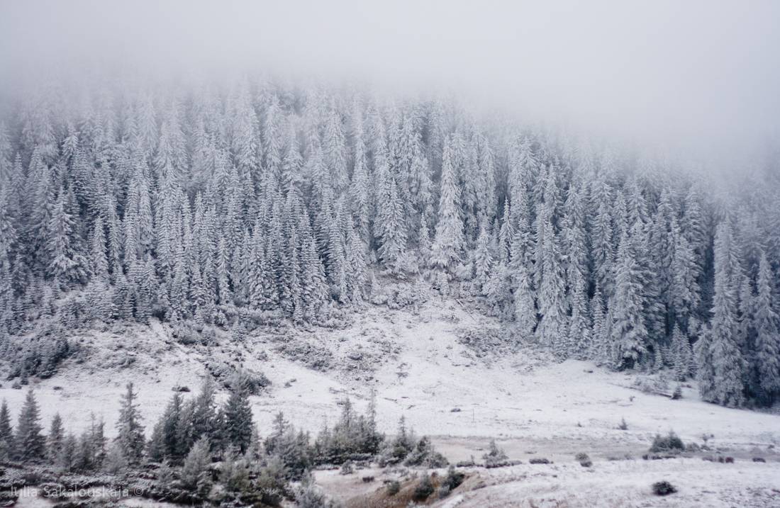 Schneebedeckte Welle