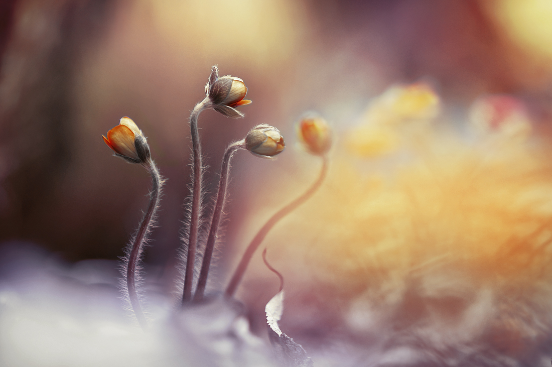 Serie "The Awakening"