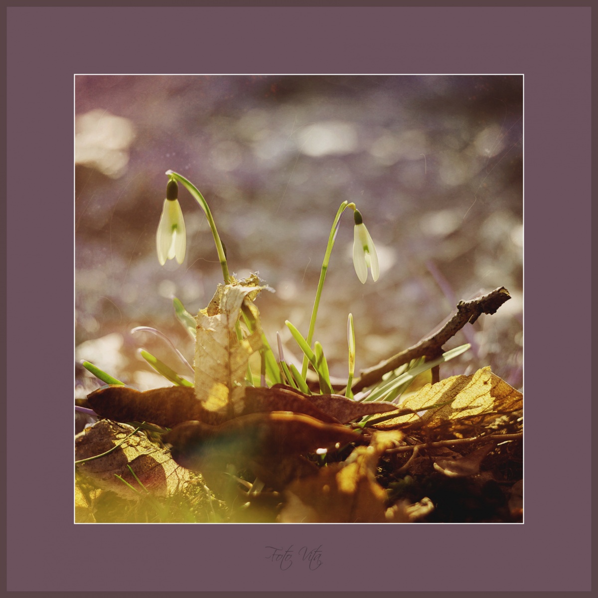 Letzte Farbe Schneeglöckchen