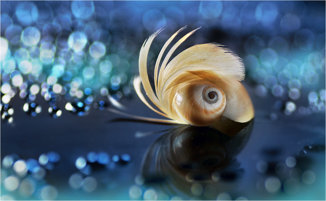 Serie "Fantasy mit Federn" (5 Fotos)