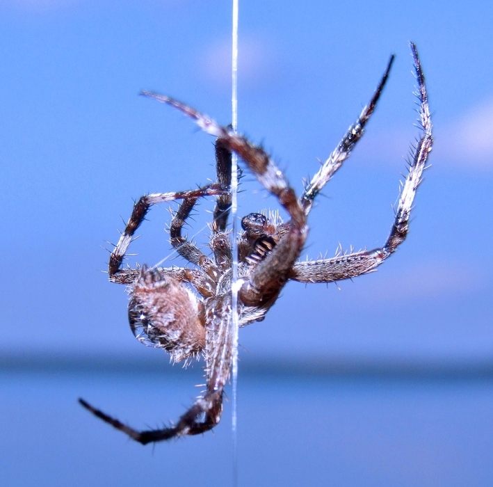 "Nicht blindlings Acrobat Rampenlicht!"