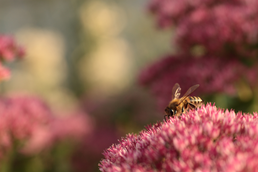 und wieder über die Biene