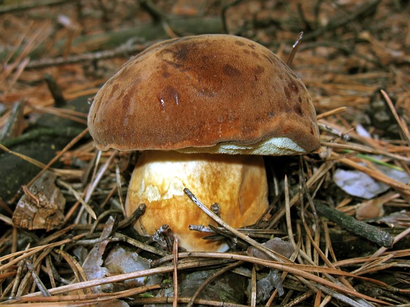 Pilz