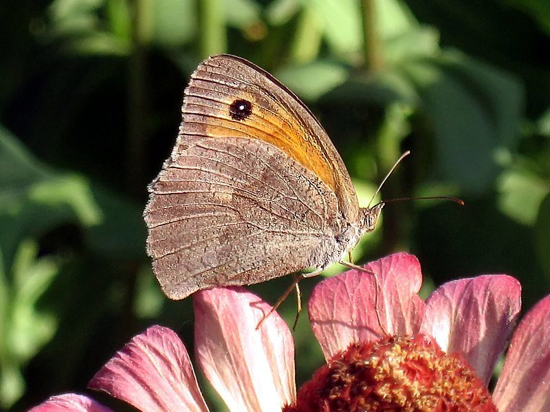 Schmetterling