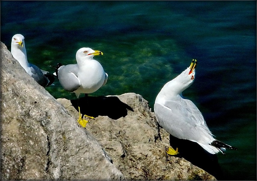 aus aller pryhadili sie singen zu hören!