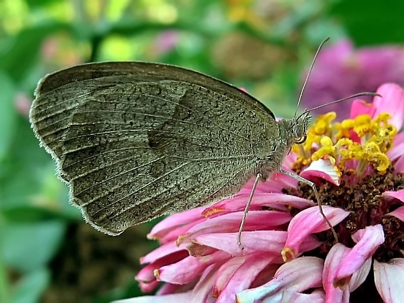 Schmetterling
