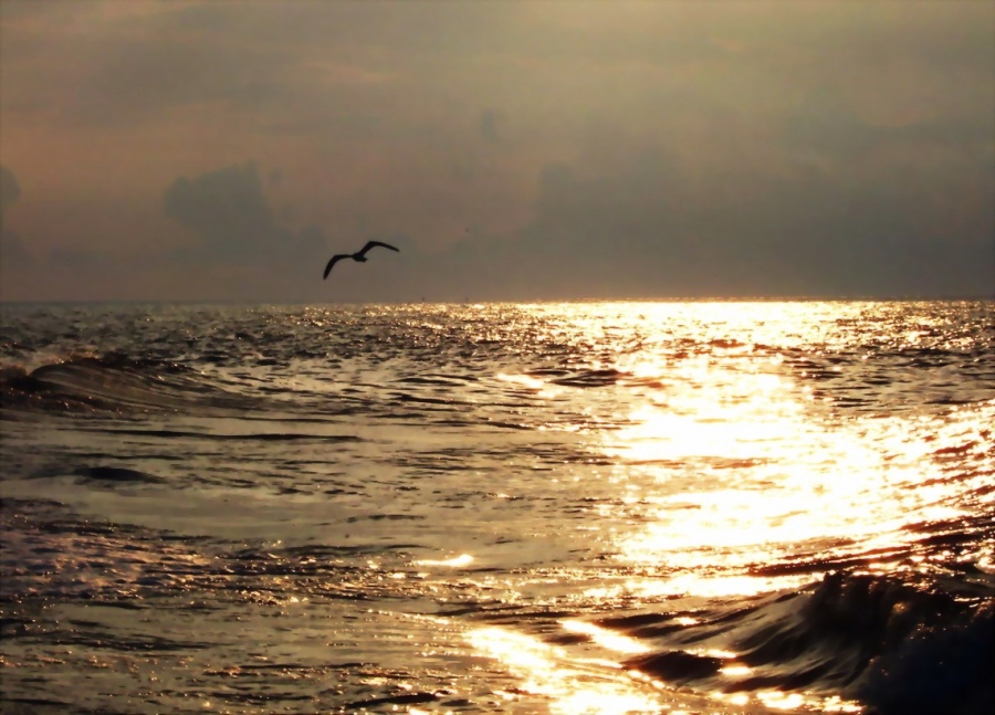 The sea and the seagull...