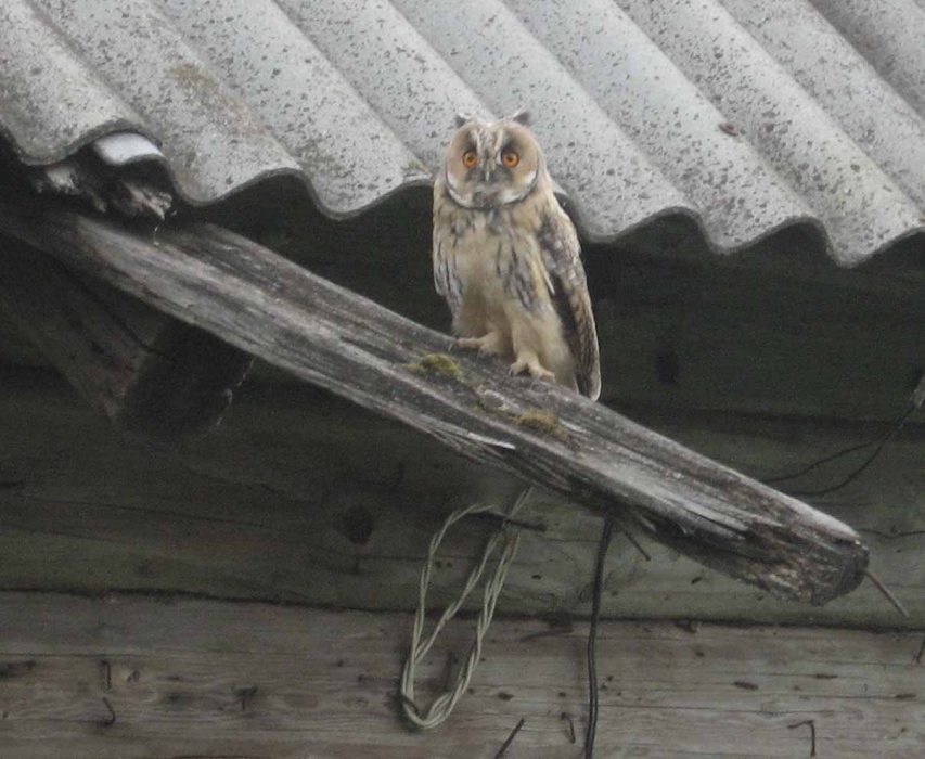 Eule aus einem Märchen