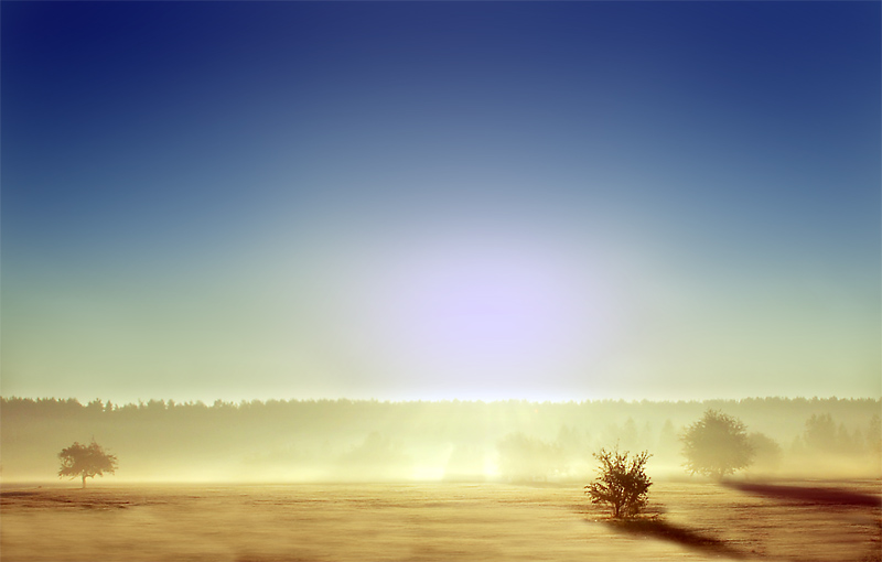 Morgen auf der Wiese