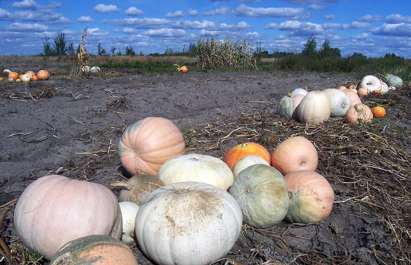 Kürbis-Feld