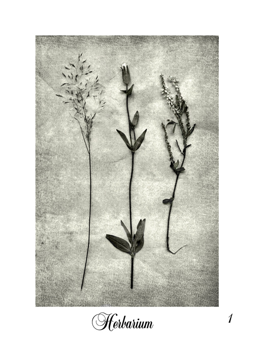 Herbarium