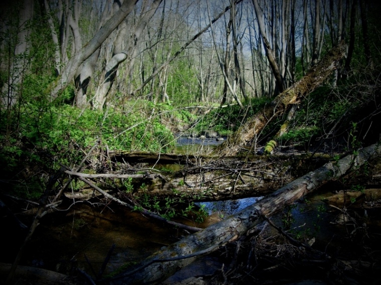 Forest Stream.