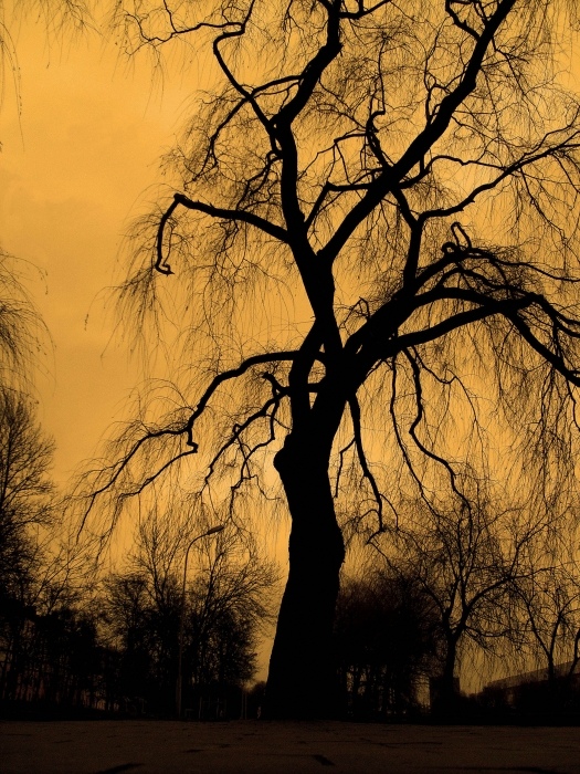 Einsam, aber oho ...