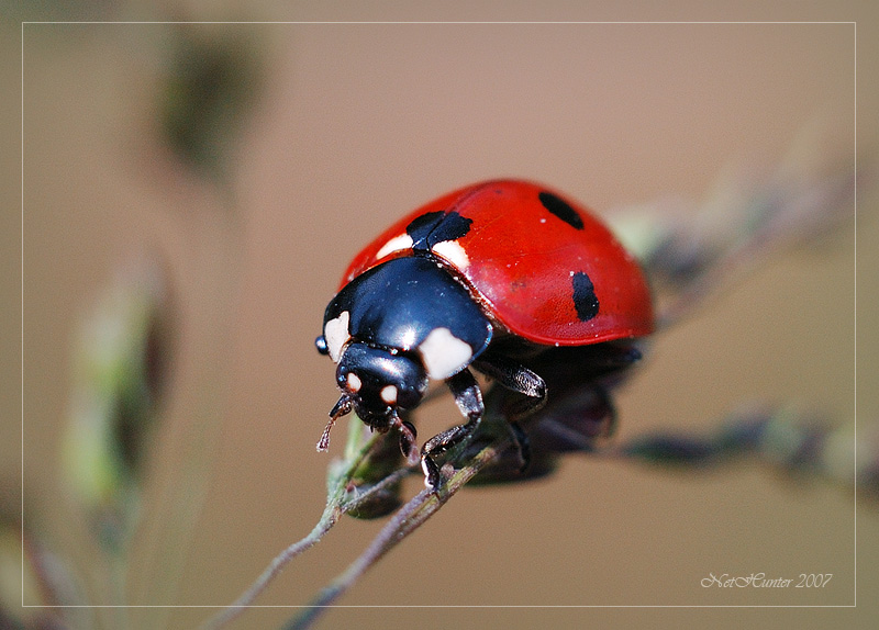 Ladybird