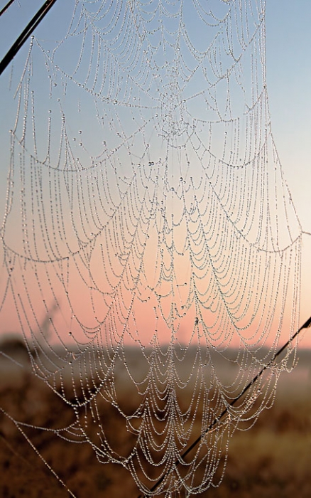 Mysteries of the Herbstmorgen