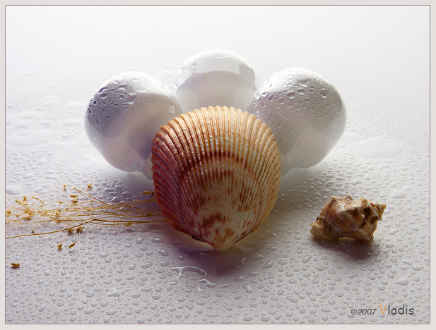 Aus dem Leben der Muscheln