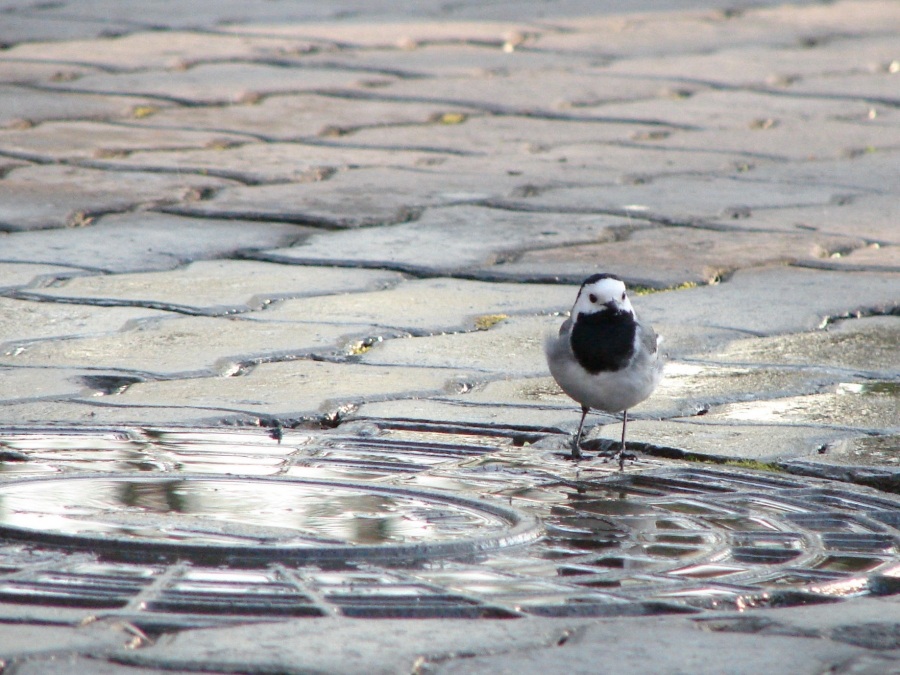 Bird und seine Luke!