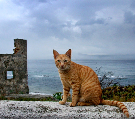 Gibraltar Katze