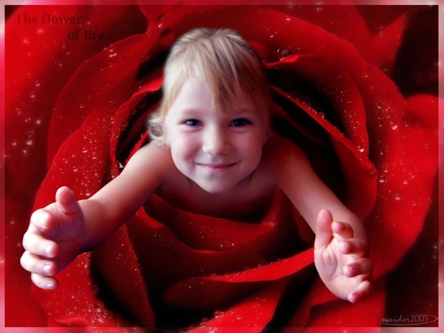 Blumen des Lebens ... Teil 1