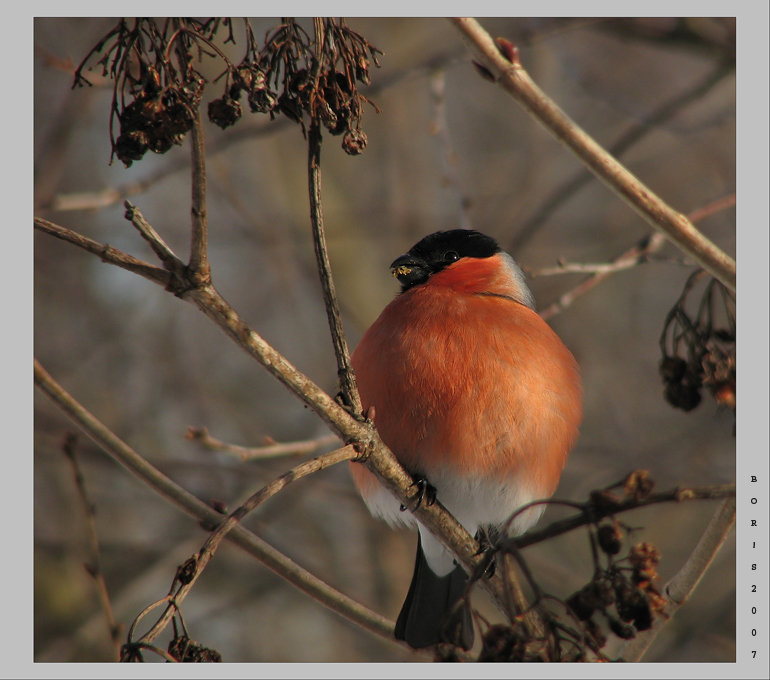 Classic robuste Kind