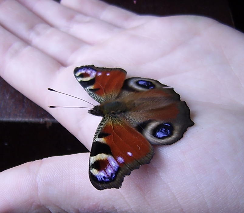 ein Echo des Sommers