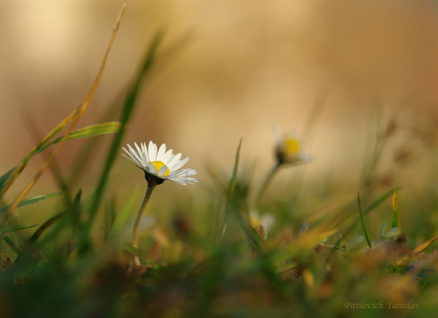 Hinterbliebene nach dem ersten Schnee