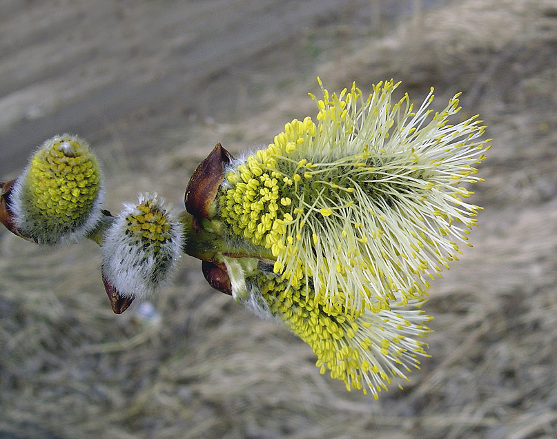 Frühling wird noch ...