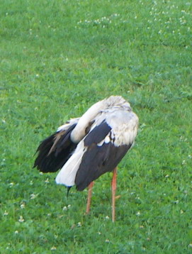 Ich habe keine Angst vor Ihnen