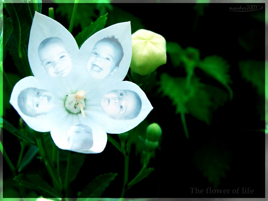 Blumen des Lebens. Teil 3