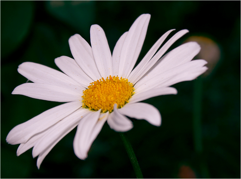 daisy