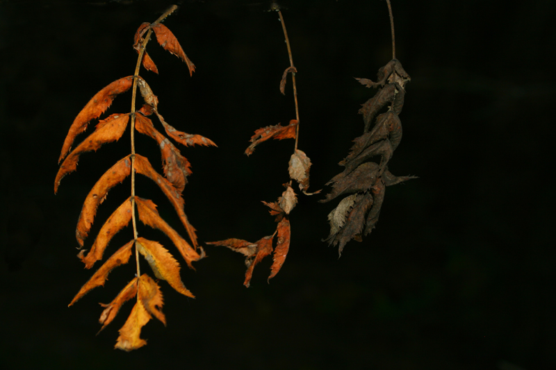 Leben als ein Moment ..