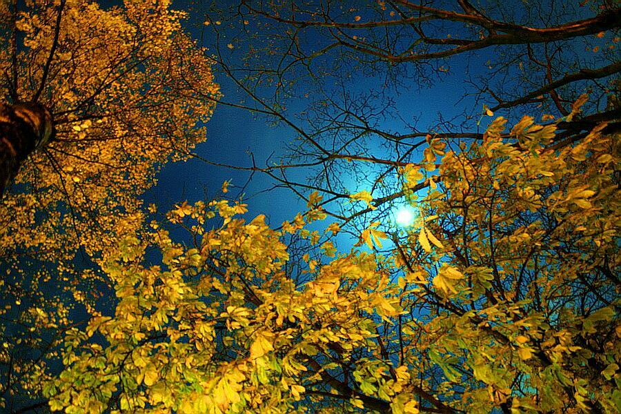 Gold Herbstnacht