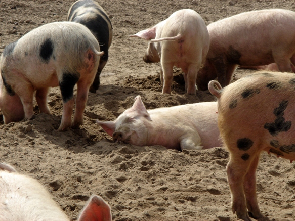 auch wenn um einige Schwein ...