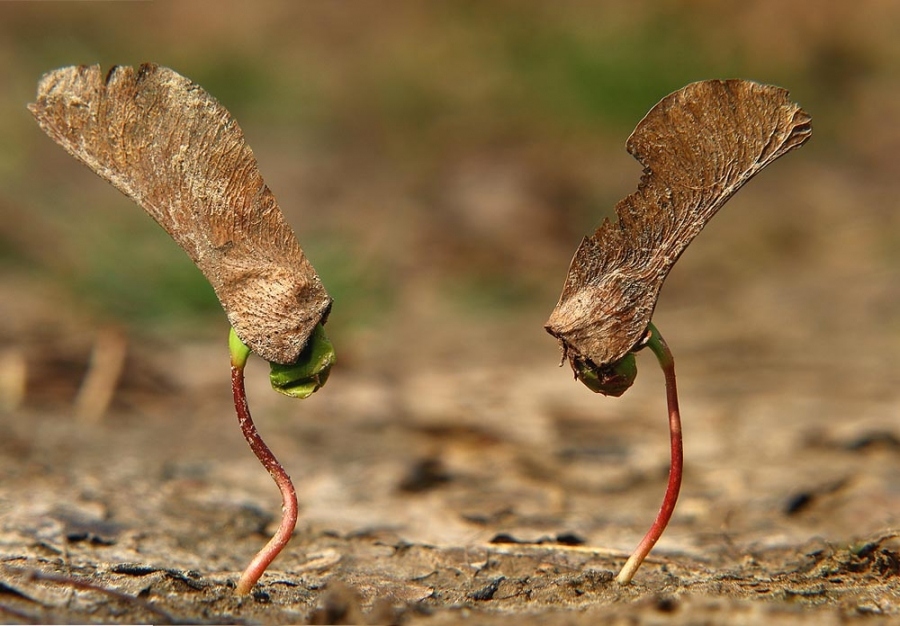 Die Geburt eines Ahorn