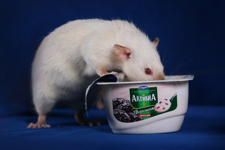 Aktiv in der Neuen 2008 JAHR