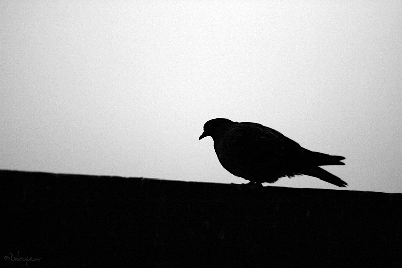 ... Ein einsamer Taube auf dem Sims vor dem Fenster