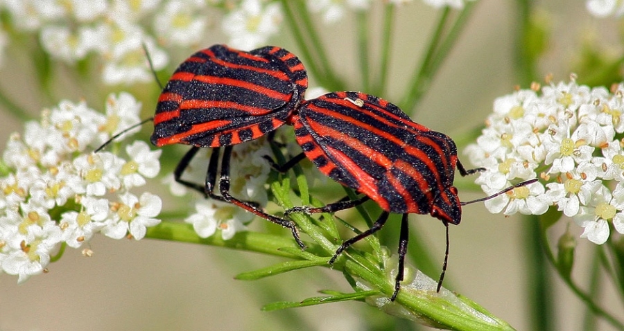 Und es war Frühling ...