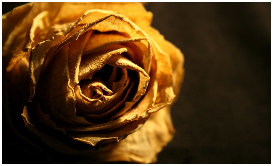 * Getrocknete Gefühle *