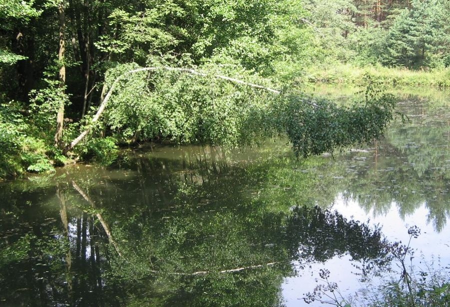 Beugte sich über den Fluss ..