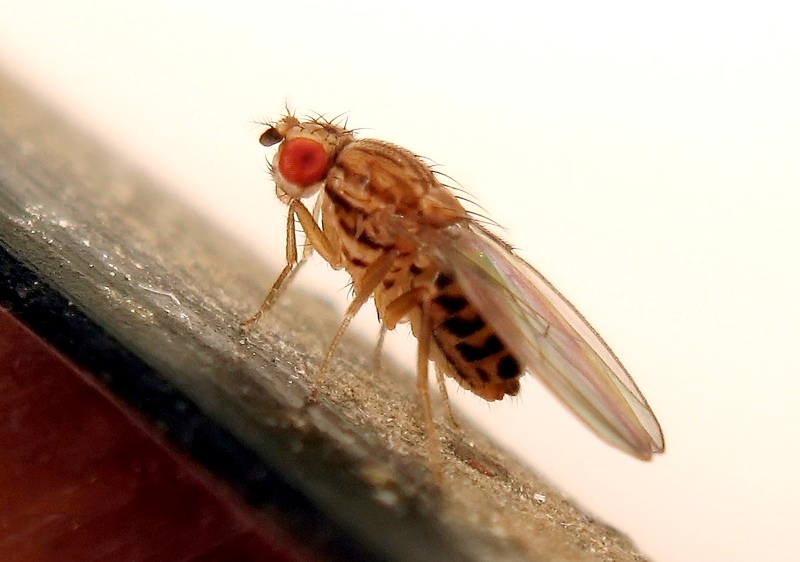 Drosophila