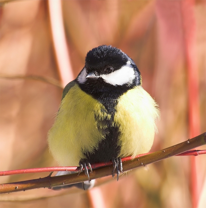 Freddy Krueger ruht =)