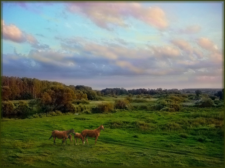 "Hodyut" Pferde ....