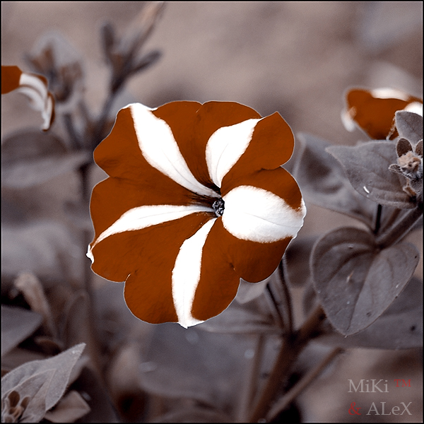 Blume Signor Tomato!