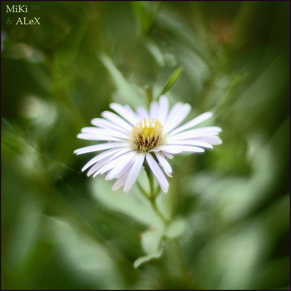 ** Pedant Aquarell (c) **