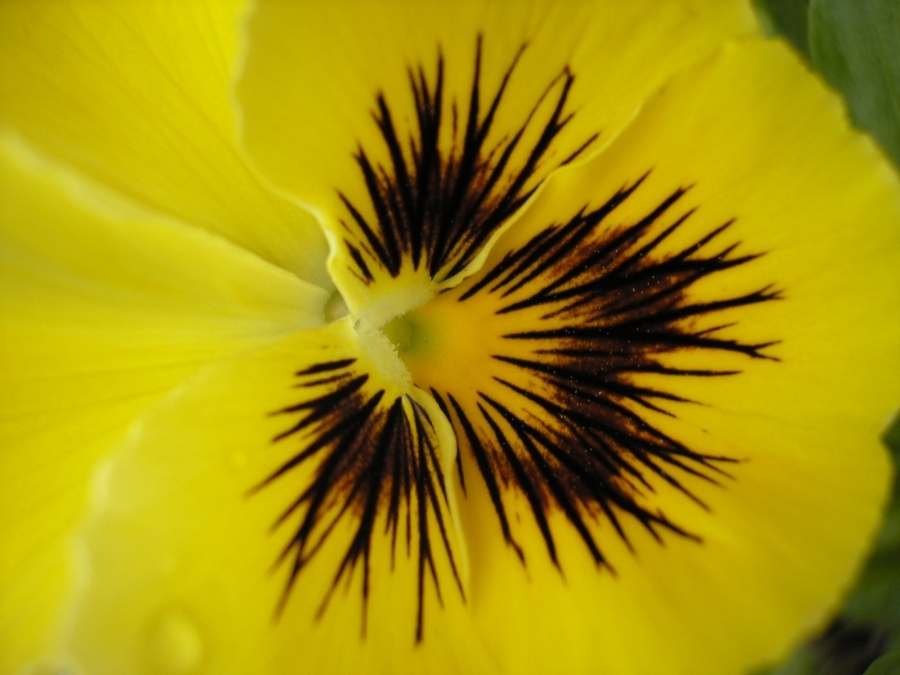 Das Leben ist schön